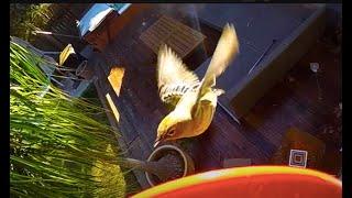 Hummingbirds aren't the only birds that hover