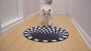 Optical illusion carpet vs. Cat