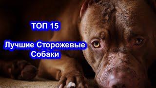 15 Лучших Сторожевых Пород Собак Для Охраны. Топ 15.