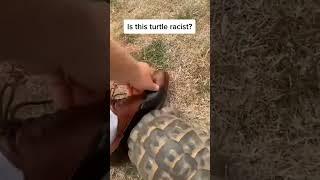 Racist Turtle... XD