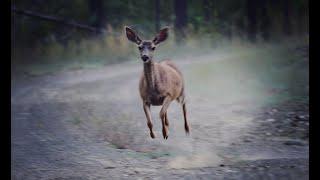 California Public Land Scouting for Deer and Bear - Part 2 || CACCIA 4K FILMS