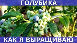 Как я выращиваю голубику - кратко о главных моментах: схема посадки, почва, подкормки!