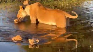 Lion Cubs Learn To Swim | Great Plains Conservation