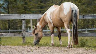 Meet the Mares - 2025 Foaling Season