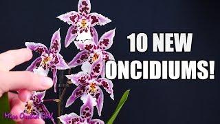 Epic Oncidium Orchid haul - My favorite intergenerics!