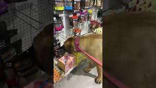 Boerboel Molly shopping for treats