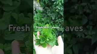 Fresh mint leaves #review #gardenfresh  #mintleaves #organic #fresh #nature #viral #shorts