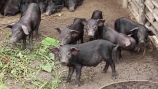 Effective Management Strategies for Low Cost Organic Production of Native Pigs