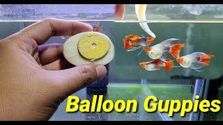 Preparing/Feeding BALLOON GUPPIES with BOILED EGGS!