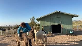 Mini Donkey Grooming