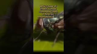 Which type of insect is most commonly used in forensic entomotoxicology?