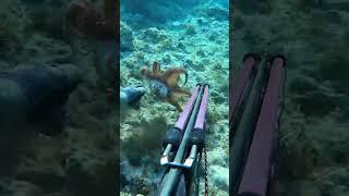 Octopus hunting  #spearfishing #explore #nature #octopus #shortsvideo #youtubeshorts #shortsfeed