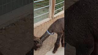 알파카 Alpaca #shorts