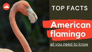 American flamingo facts  largest flamingos in the Americas