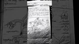 metagenesis in obelia..#plusthree #education #zoology #viral #zoologyhonours #2024shorts