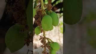 kaccha mango #mango #shorts #ytshorts