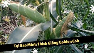 Tại Sao Mình Thích Giống Bắp Mĩ Golden Cob