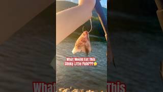 What WOULD EAT THIS STINKY FISH?!? #fish #fishing #quickcatchandrelease #short #viral #fun #funny