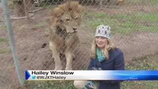 Lion Attacks News Reporter