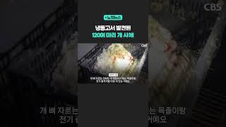 냉동고서 발견된 개 120여 마리 [노컷뉴스] #shorts