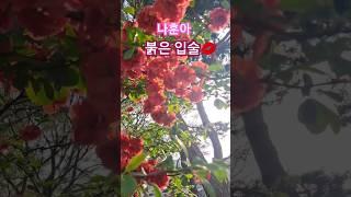 #붉은입술 #나훈아