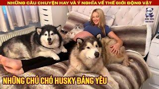 Phản ứng dễ thương của 2 chú chó Husky khi chủ nhân đang mang thai || Review Con Người và Cuộc Sống