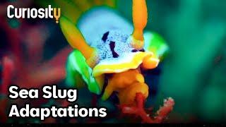 The Surprising Adaptations Of Sea Slugs | Bright Now