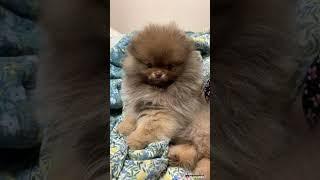 Say "yes" if you are a Pomeranian lovers ️ #shorts #pomeranian #pomeranianpuppy