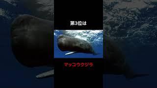 【ゆっくり解説】海の巨大生物についてこっそり教えます