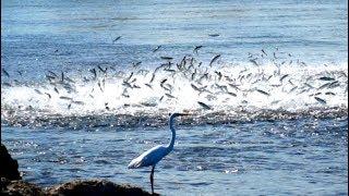 INSANE BAIT Migration Feeding Frenzy! Mullet Run Fishing Florida 2019!