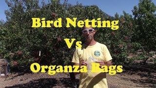 Protecting Peaches From Birds - Organza Bag vs Netting