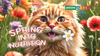 Spring into Savings on Cat Food!  | Petzone Cat Food Promotions