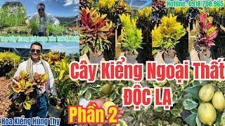 TOP Cây Kiểng Lá Màu Trang Trí Ngoại Thất - Phần 2 | Ưa Nắng, Độc Lạ Hoa Kiểng Hùng Thy 0918.708.965