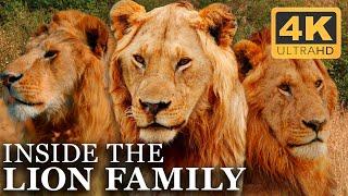 The Entire Life of the Lion Brothers | Full Docuseries | 4K UHD