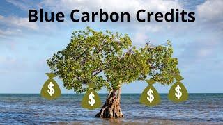 How to invest in Blue Carbon Credits