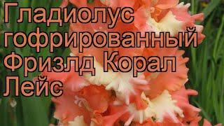 Гладиолус гофрированный Фризлд Корал Лейс  обзор: как сажать, рассада гладиолуса Фризлд Корал Лейс