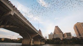 Austin's Nocturnal Neighbors: The Bats of Congress Ave Bridge