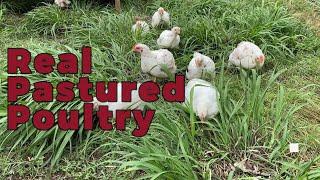 Real Pastured Poultry - Raising Meat Birds - E03