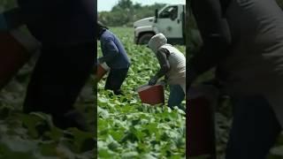 U.S. farmers concerned with immigration crackdown