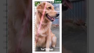 lucy the retriever #cute #puppy #shorts 