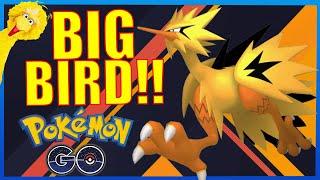 SHINY GALARIAN ZAPDOS GOES BIG BIRD ON THE ULTRA LEAGUE!! | POKÉMON GO BATTLE LEAGUE