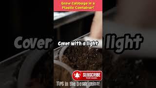 DIY Grow Napa Cabbage in a Plastic Container! No Garden Needed!