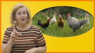 4 Steps to Introduce Baby Chickens To Your Old Flock