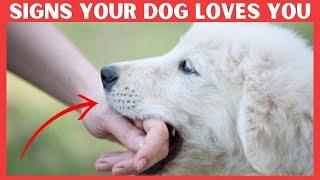 7 Secret Signs Your Dog Loves You But You Don't know