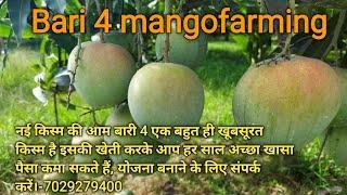 Bari 4 mango // Bari 4 Mango Late Variety // Know the taste of Bari-4 mango // बारी-4 आम की खेती /