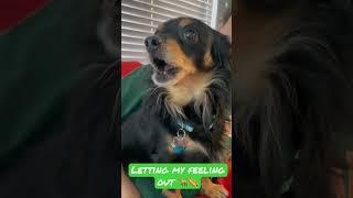 Hassan - Letting my feelings out (Chihuahua)