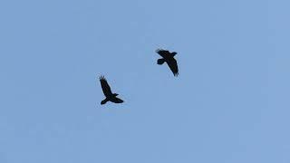 Ravens in synchronized  flight