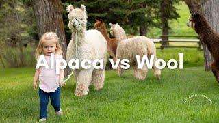 Alpaca Vs Wool