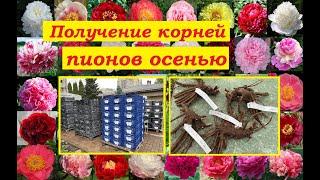 Пионы : лучшие сорта от фирм: «Peony Shop», «Warmerdam” и др.питомников из Европы, вид и качество