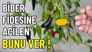 Yaz Kış Ürün Vermeye Devam Eden Biber Fidesi Nasıl Yetiştirilir ?